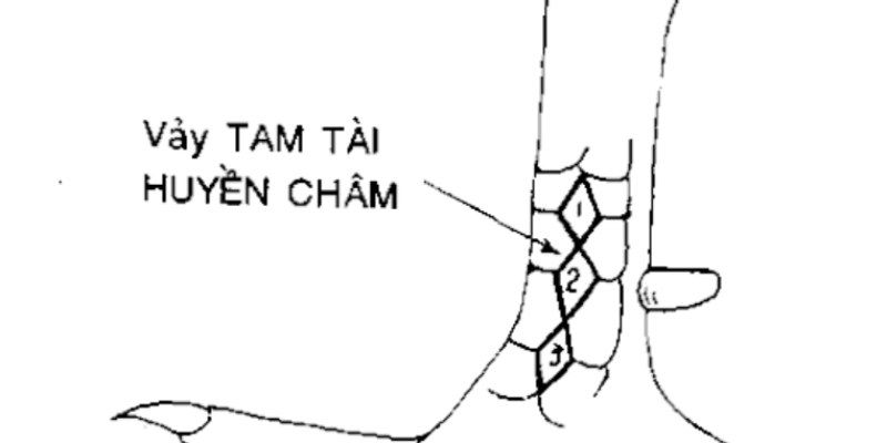 Một số kiểu vảy gà tam tài - đặc điểm nhận biết chiến kê giỏi